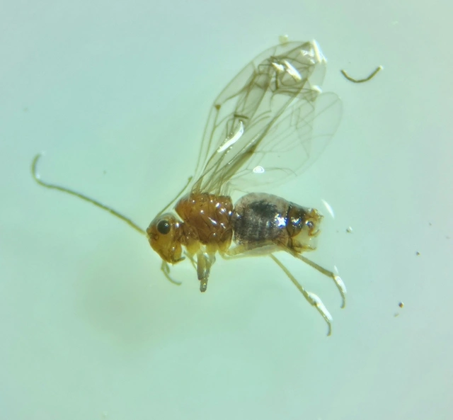 Psocoptera - Fürgetetvek