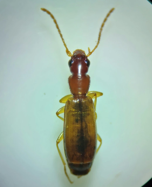 Paradromius linearis - karcsú kéregfutó