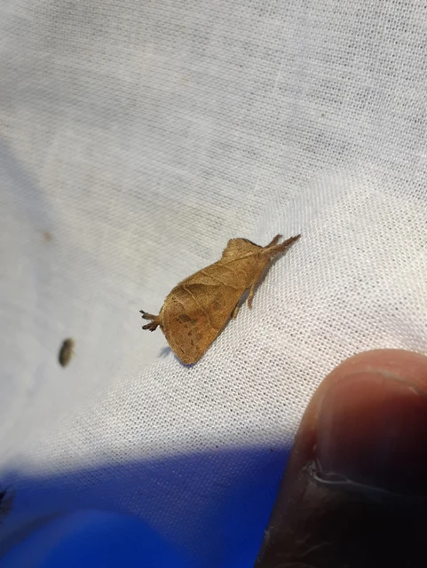 Clostera anastomosis - barna levélszövő
