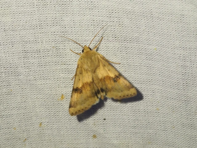 Heliothis viriplaca - mácsonyabagoly