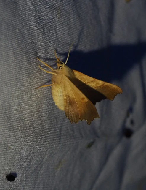 Ennomos fuscantaria - kőris-levélaraszoló