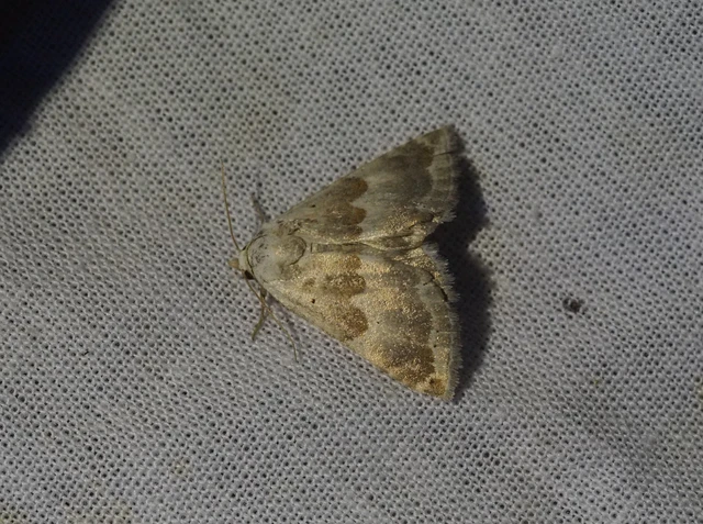 Eublemma amoena - zöldes törpebagoly