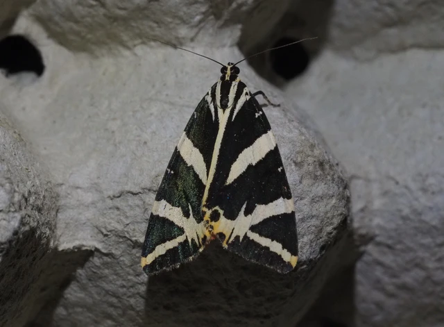 Euplagia quadripunctaria - csíkos medvelepke