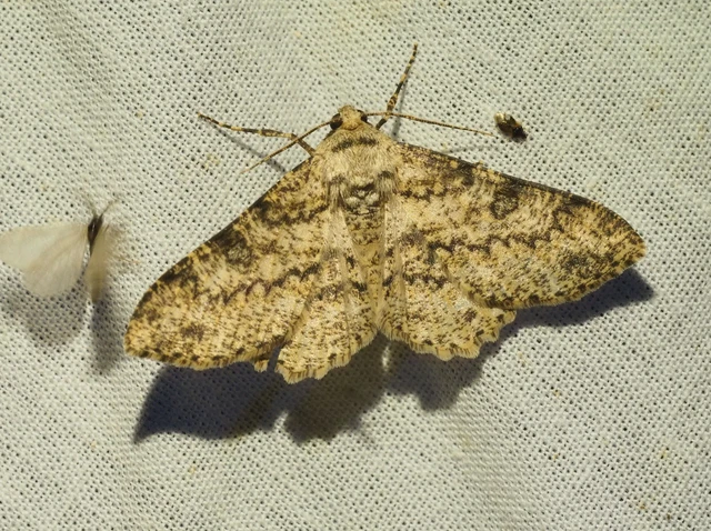 Ascotis selenaria - holdas faaraszoló