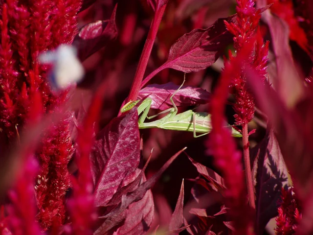 Mantis religiosa - imádkozósáska