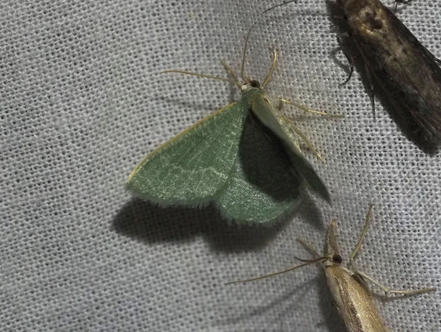 Phaiogramma etruscaria - fehérpettyes zöldaraszoló