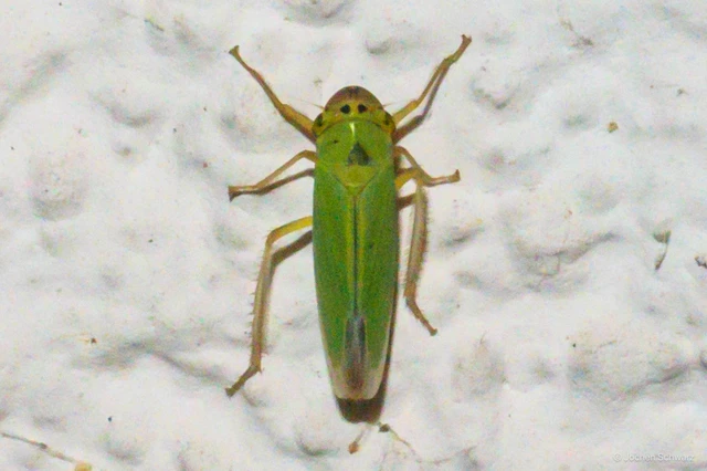 Cicadella viridis - méregzöld kabóca