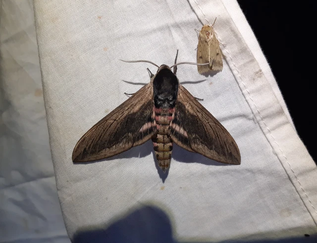 Sphinx ligustri - fagyalszender