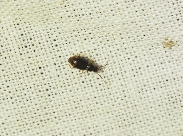Bembidion assimile - kis gyorsfutó (Bembidion assimile)