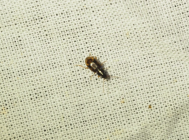 Bembidion fumigatum - csíkos gyorsfutó
