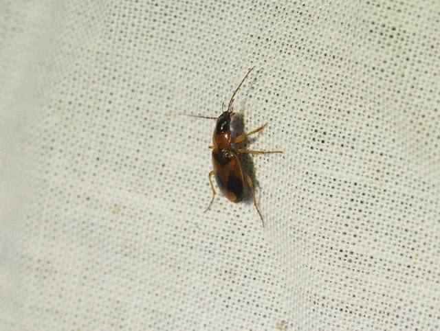 Badister meridionalis - közönséges posványfutonc