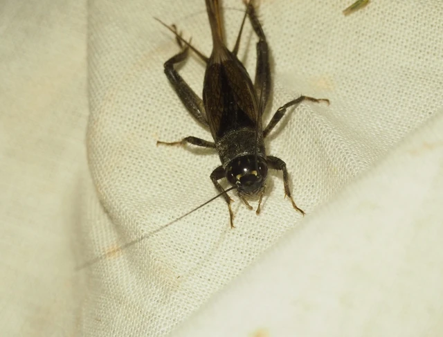 Eumodicogryllus bordigalensis - bordói tücsök