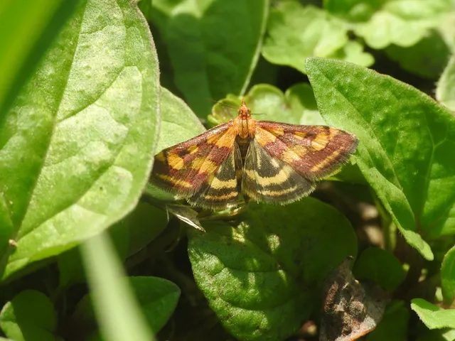 Pyrausta purpuralis - közönséges bíbormoly