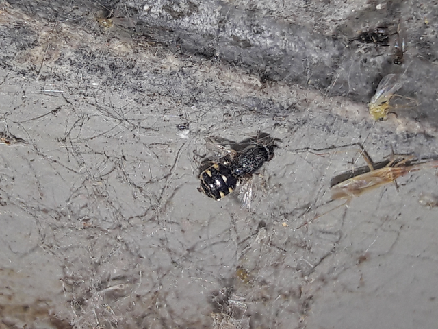 Stratiomyidae - katonalégyfélék