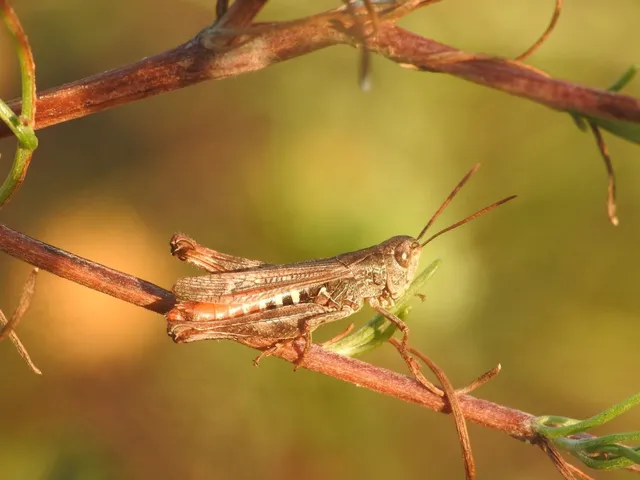 Chorthippus mollis - halk tarlósáska