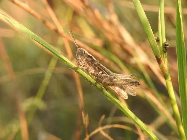 Chorthippus (Glyptobothrus) (subgenus)