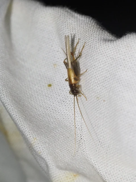 Stenonemobius bicolor ponticus - pontuszi karcsútücsök