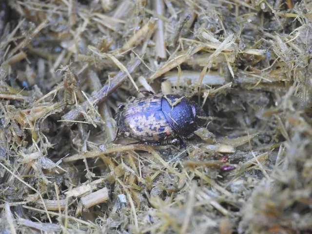 Onthophagus fracticornis - bronzos trágyatúró