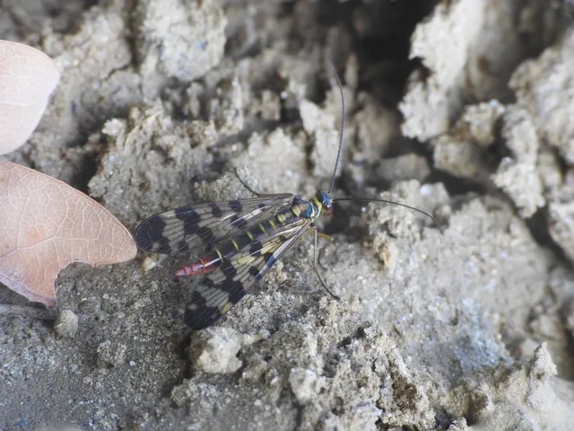 Panorpa vulgaris