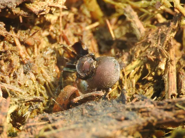 Onthophagus coenobita - rezes trágyatúró