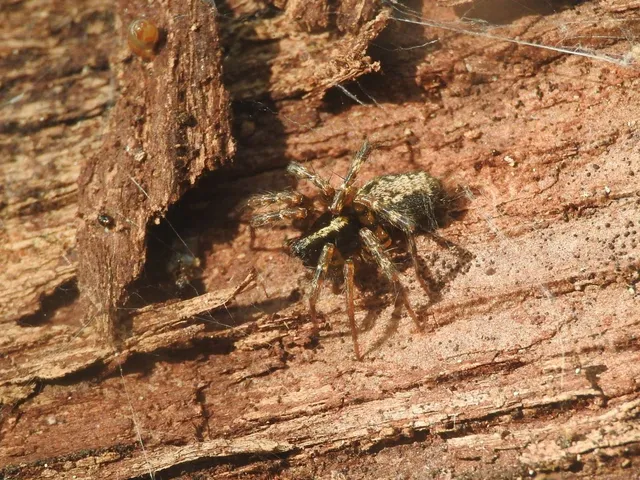 Textrix denticulata - fogas zugpók