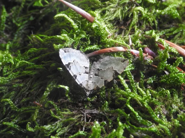 Colostygia pectinataria - zöld levélaraszoló