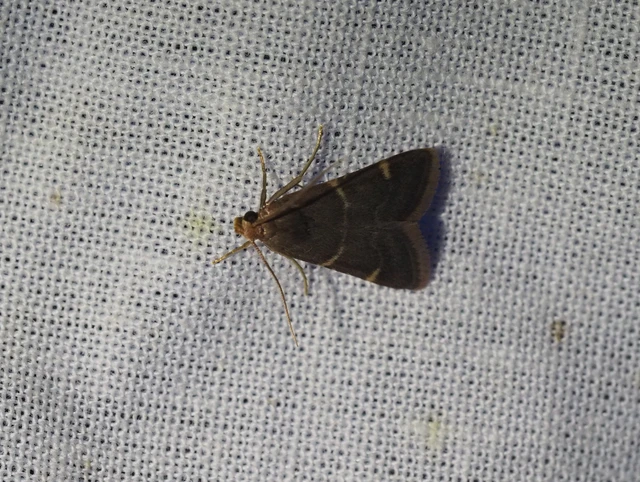 Pyralis perversalis - pusztai fényilonca