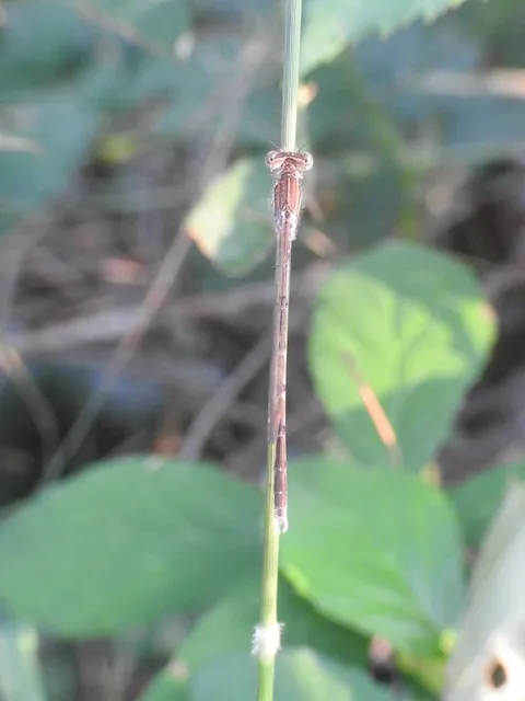 Sympecma fusca - téli rablószitakötő