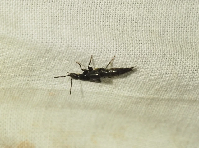 Philonthus punctus - sokpontos ganajholyva