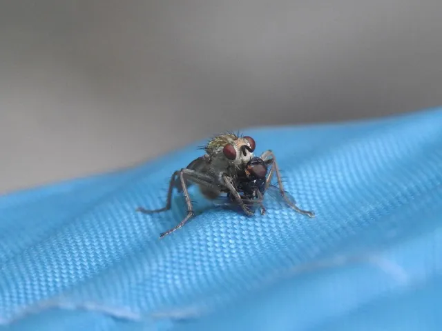 Scathophaga