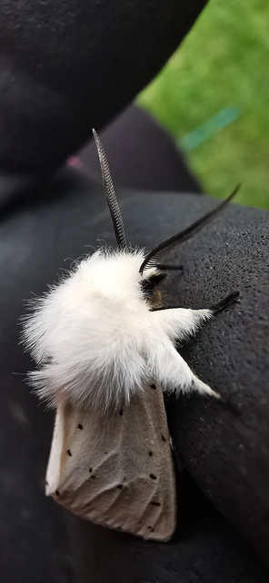 Spilosoma lubricipedum - tejszínű medvelepke