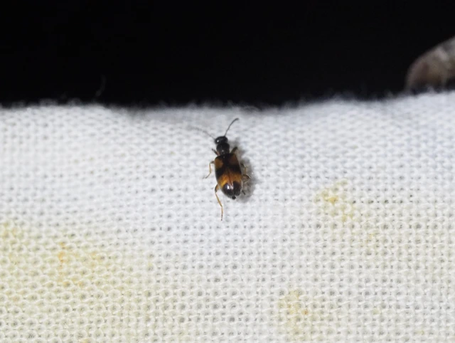 Anthicus antherinus - közönséges fürgebogár