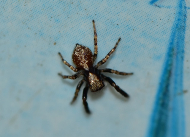 Pseudeuophrys lanigera - szobai ugrópók