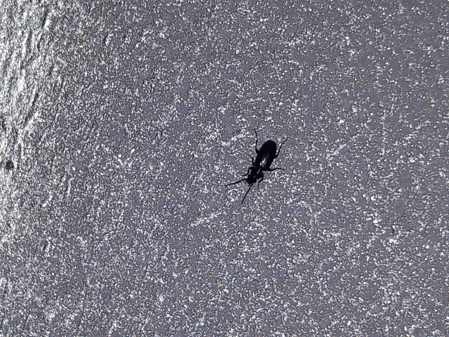 Microlestes
