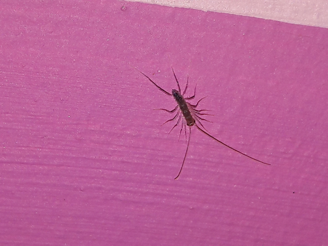 Diplopoda - Ikerszelvényesek