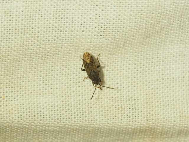 Peritrechus