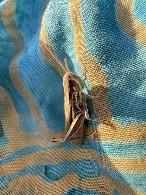 Euchorthippus declivus - rövidszárnyú rétisáska