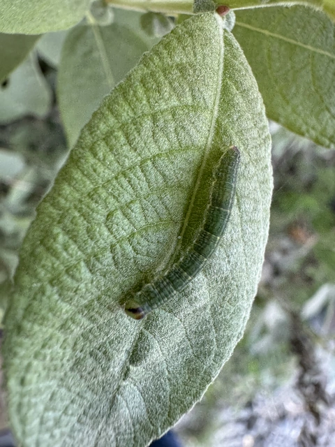 Lomaspilis marginata - szegélyes nyárfaaraszoló