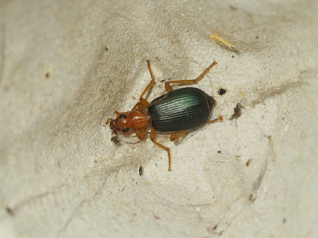 Brachinus ejaculans - bordás pöfögőfutó