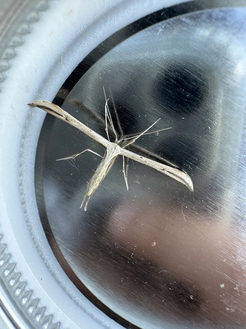 Pterophoridae - tollasmolyfélék