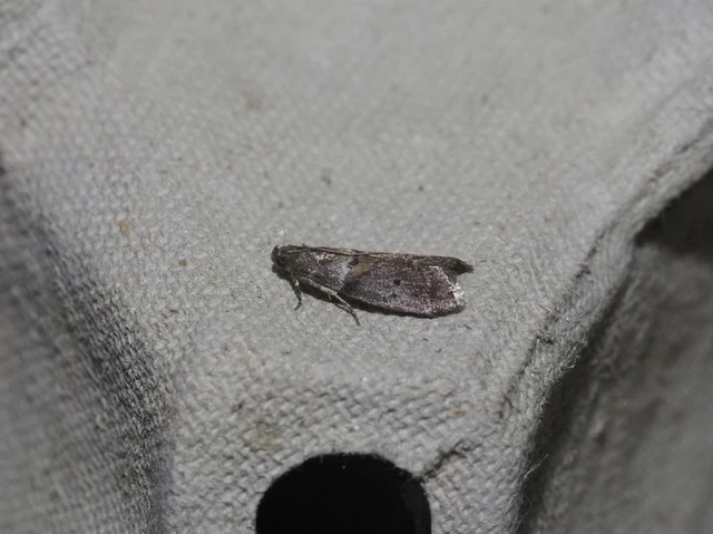 Acrobasis