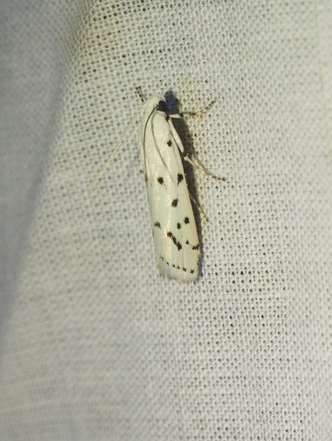 Myelois circumvoluta - pettyes karcsúmoly