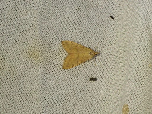 Ostrinia nubilalis - kukoricamoly