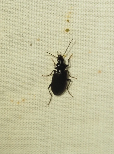 Agonum lugens - mocsári kisfutó Agonum lugens - mocsári kisfutó