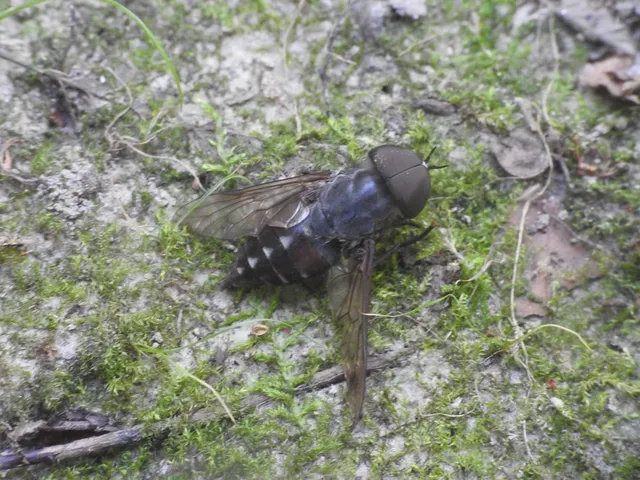 Tabaninae