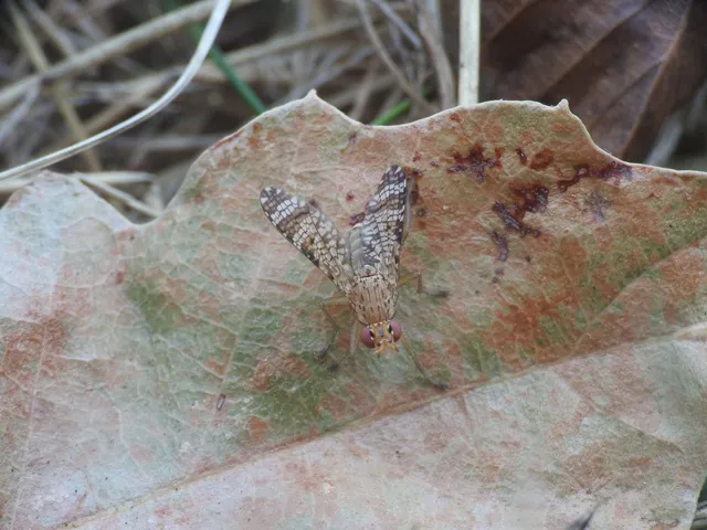 Sciomyzidae - szarvaslégyfélék
