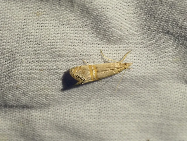 Euchromius ocellea - ezüstcsíkos mozaikmoly