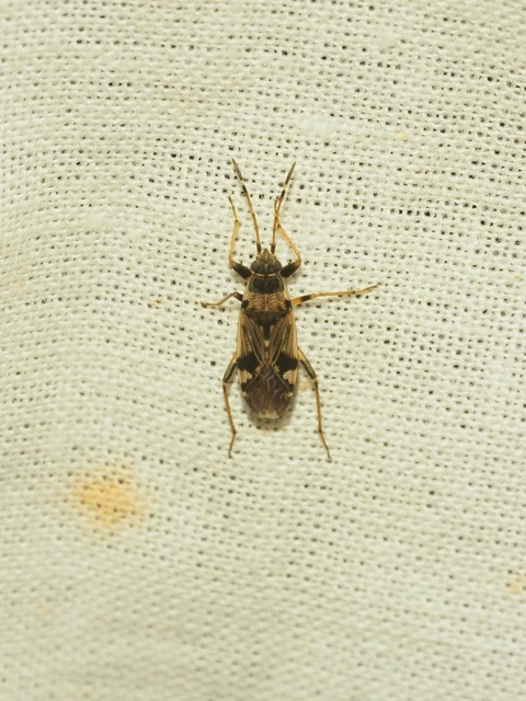 Beosus maritimus - homoki bodobács