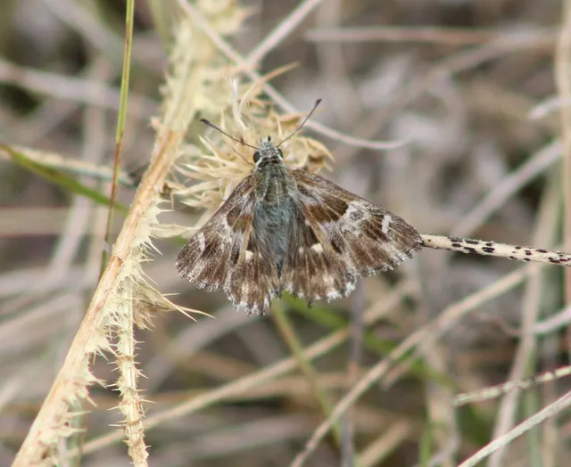 Carcharodus floccifera - pemetefű-busalepke