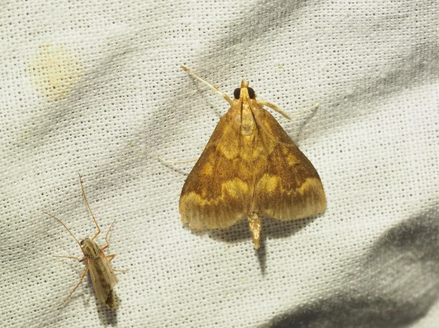 Ostrinia nubilalis - kukoricamoly